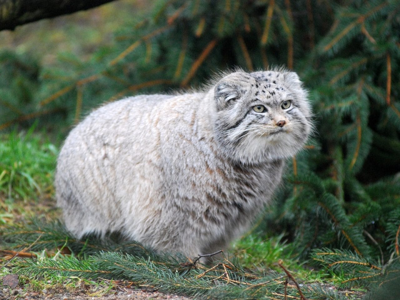 Conservation and Cans