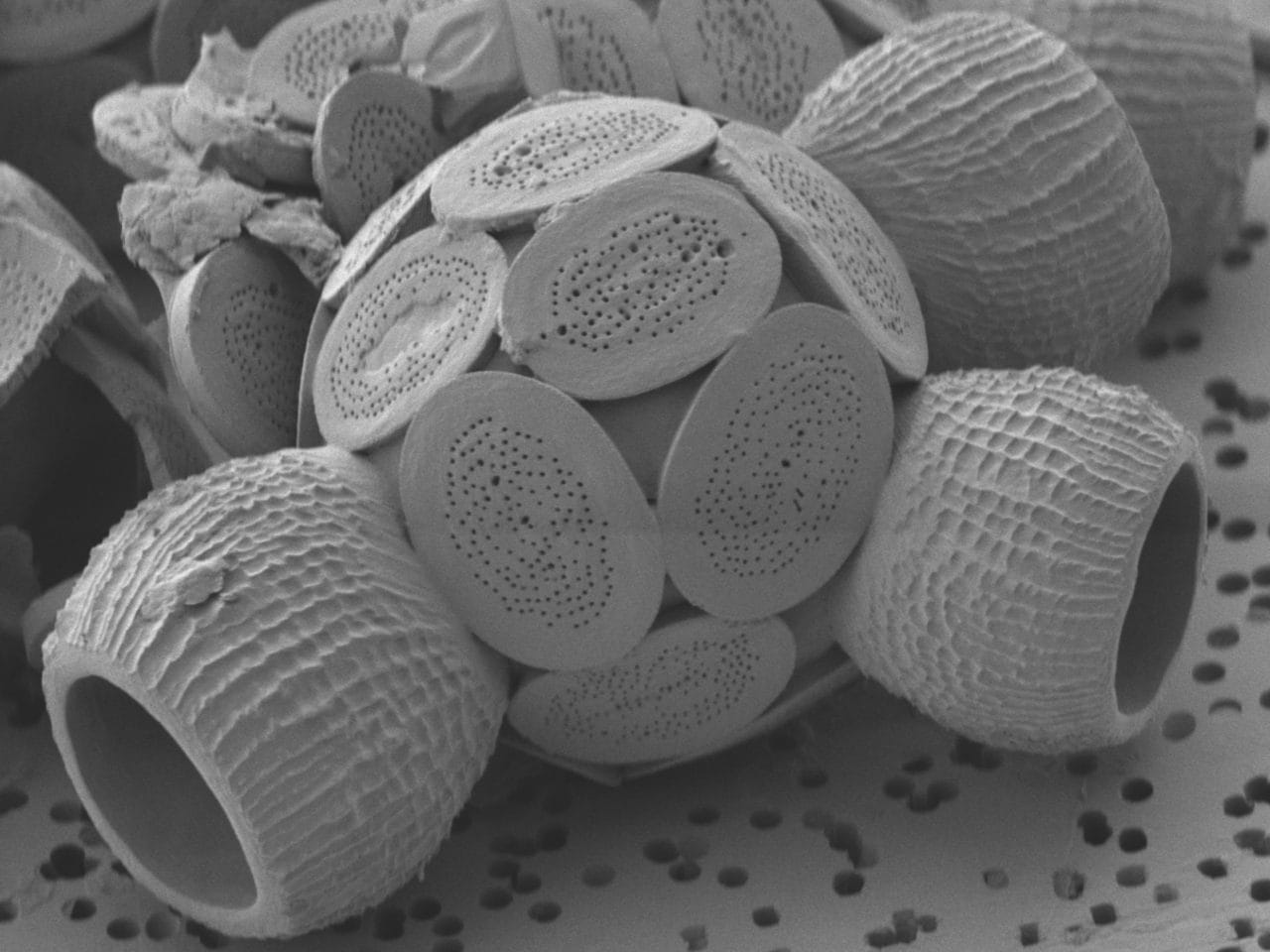 Nature’s Architecture