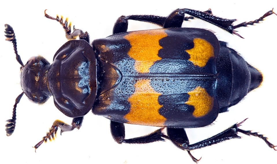 Nature’s Undertakers