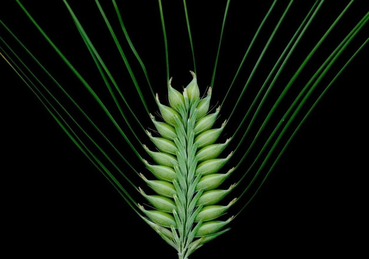 Hands-On DNA: From Barley to Daffodils