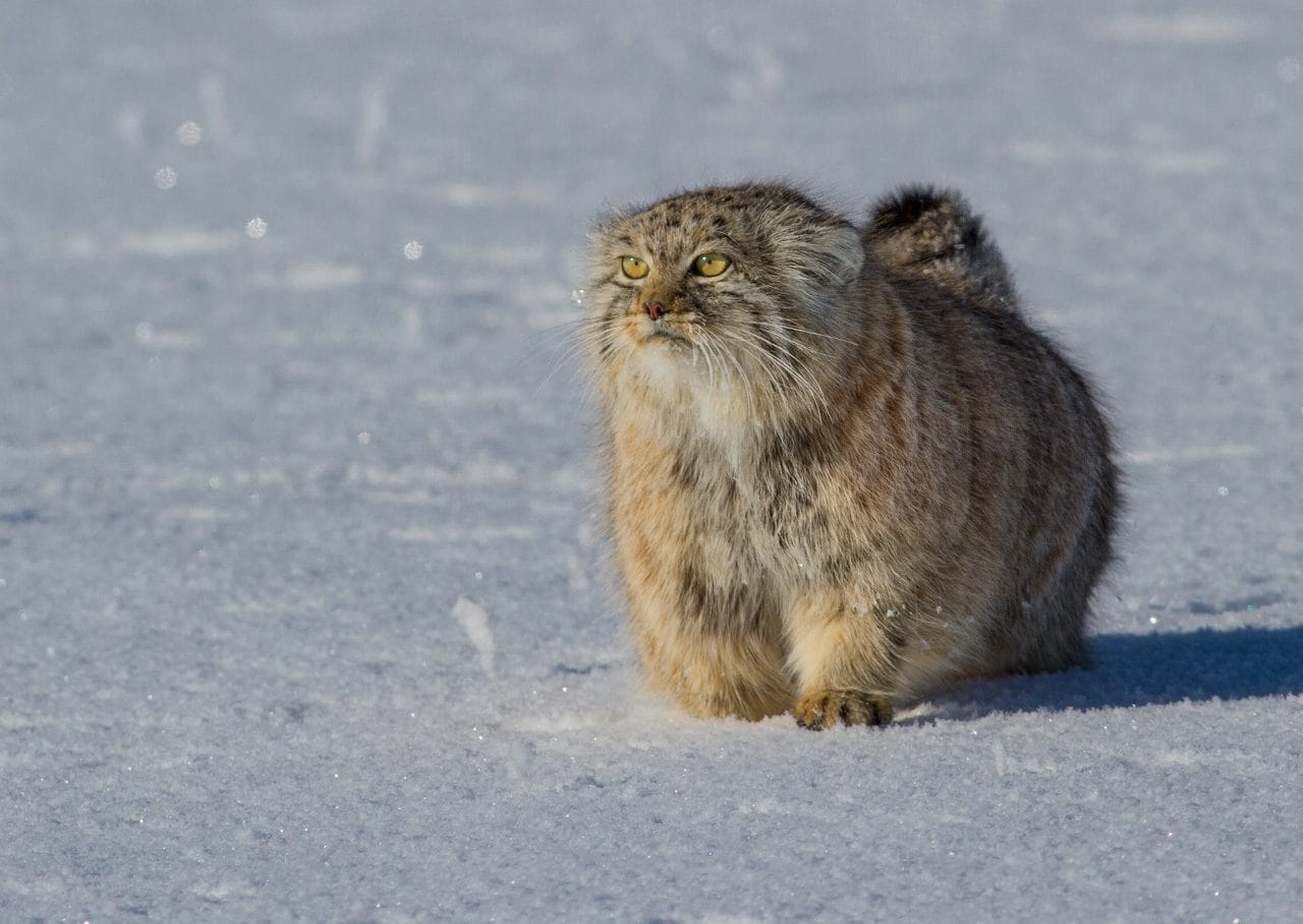 Wildlife on the Rocks
